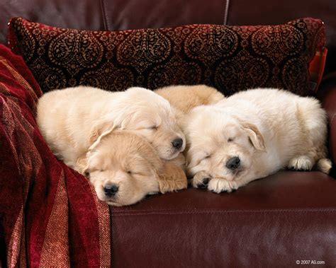 Cuddling Puppies Sleeping Puppies Cute Puppies And Kittens Puppies
