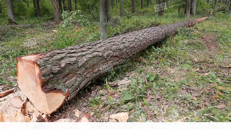 A Large Fallen Cutted Tree Lies In The Summer Forest Stock Video
