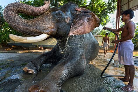The Hard Life Of Celebrity Elephants The New York Times
