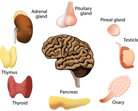 All About Hormones How They Function To Keep You Healthy