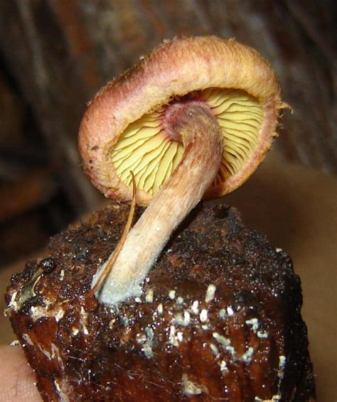 Gymnopilus Luteofolius Cubensis Spore Syringes And Magic Mushroom