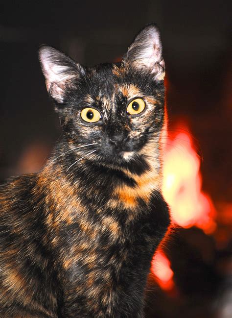 Calico Cat ~this Is A Tortoiseshell Or Torty For Short Not A Calico