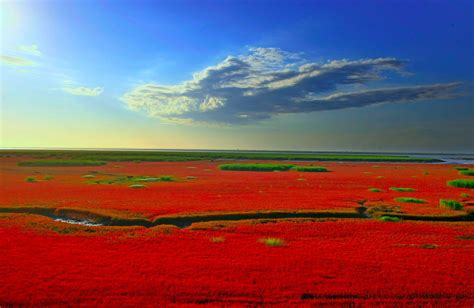 Extraordinary Flaming Landscape Of Chinas Red Seabeach Seashore