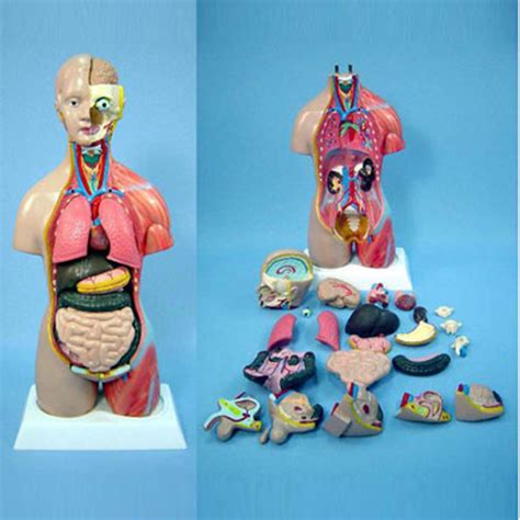 Human Body Torso Anatomical Medical Teaching Supply Model China Human