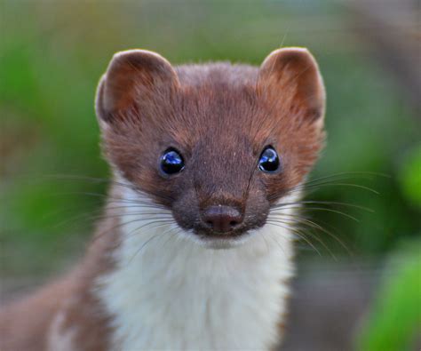 Stoat 2 Young Stoat Looking Straight At The Camera Gazzah 1 Flickr