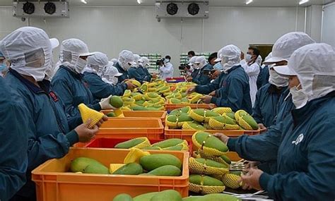 Local Fruit And Vegetable Sector Sets Export Target Of Us 3 6 Billion Dtinews Dan Tri