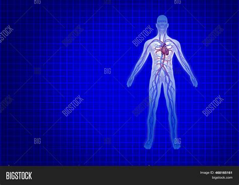 Human Cardiovascular Image And Photo Free Trial Bigstock
