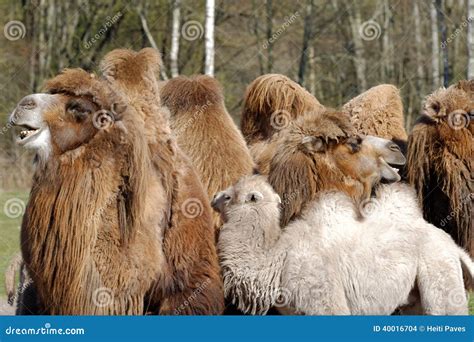 Bactrian Camel Camelus Bactrian Stock Photo Image Of Camelid Garden