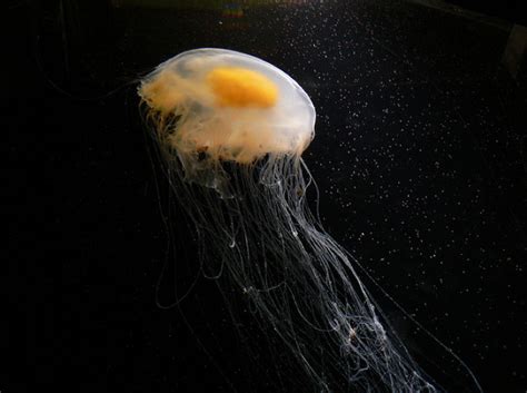 This distinctive bell is what gives this jellyfish their name, as it looks like a cracked egg floating through the water. Life of Fried Egg Jellyfish | Life of Sea