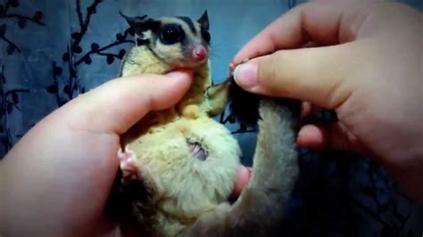 Hewan Terbesar2016 Baby Sugar Glider In Pouch Images