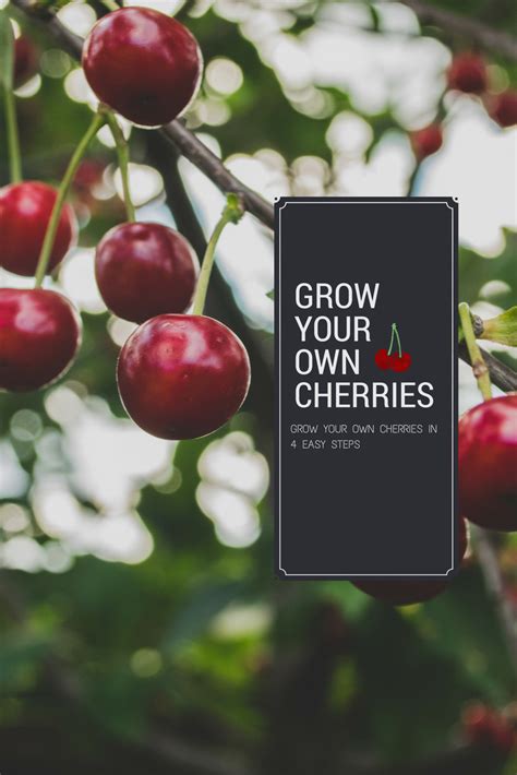 Learn How To Grow Your Own Cherry Orchard Growing Cherry Trees