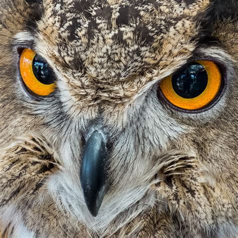 European Eagle Owl ‹ Dave Wilson Photography