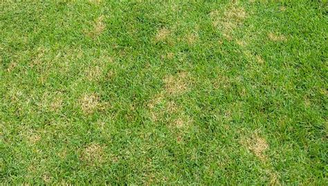 Turns Out Brown Patch Can Affect Zoysia Grass In Addition To St