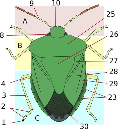 Thorax Stink Bug Anatomy Clipart Large Size Png Image Pikpng