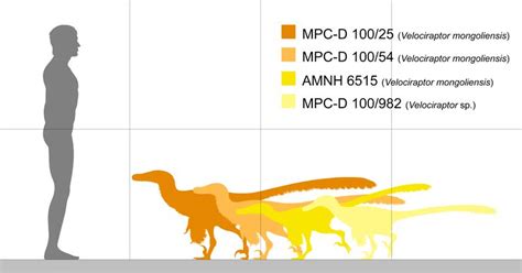 Velociraptor Size Jurassic Park