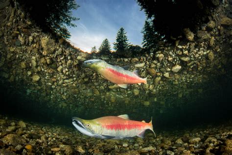 Underwater Salmon Photographs By Eiko Jones Photography