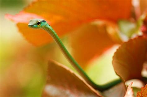 Account Suspended Snake Photos National Geographic Photo Contest Photo