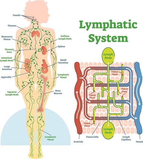 The Lymphatic System Lymph Nodes Lymphatic Tissue Spleen