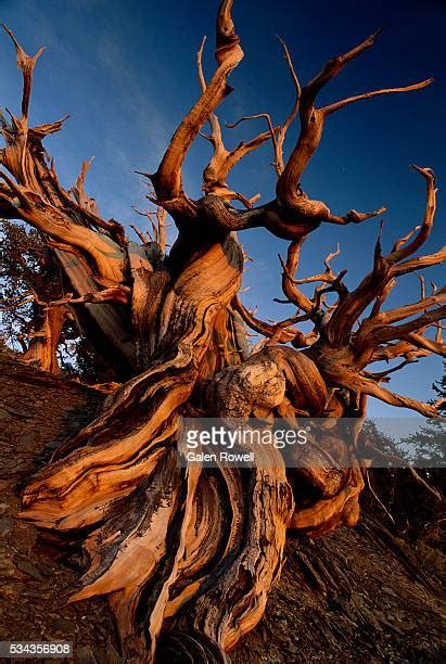 Bristlecone Pine Photos Et Images De Collection Getty Images