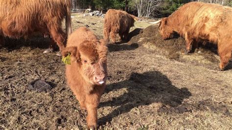 Scottish Highland Cattle In Finland At The Pasture With Cows And
