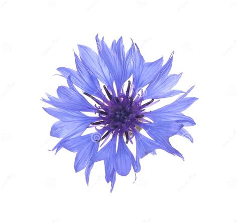 Beautiful Light Blue Cornflower Plant Isolated On White Stock Photo