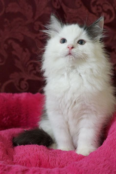 Fluffy Ragdoll Kitten For Sale Ragdoll Kittens For Sale