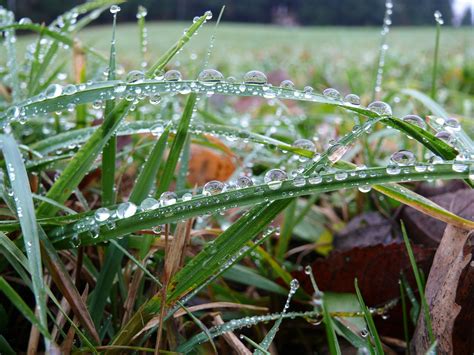 Dewdrop Grass With Dew Free Photo On Pixabay Pixabay