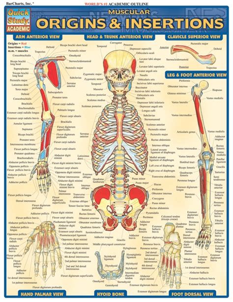 The muscular system consists of various types of muscle that each play a crucial role in the function of the body. 17 Best images about Human Skeleton on Pinterest | Physical therapy, Cool stuff and Biology