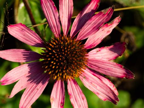 Large pink flower with core image - Free stock photo - Public Domain ...