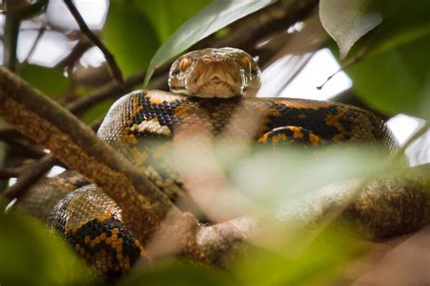 Python Khao Sok National Park Thailand