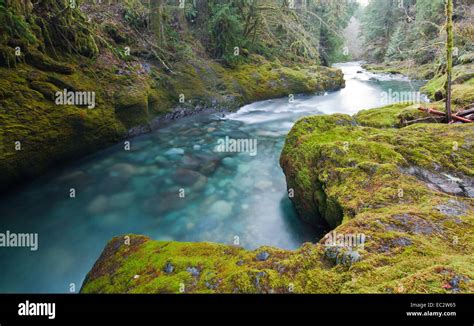 Brice Creek In Oregons Cascade Range Usa Stock Photo Alamy