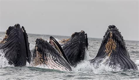 Humpback Whales In The South Atlantic Have Recovered From Near