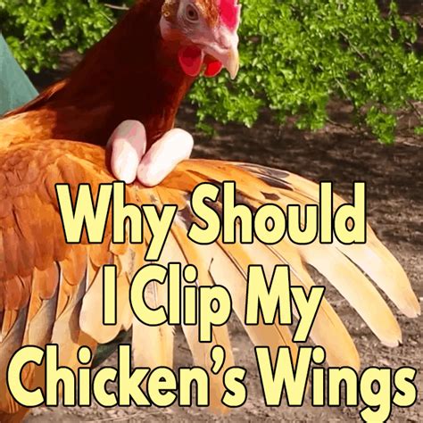 Why Should I Clip My Free Range Chickens Wings