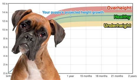 Boxer Heightgrowth Chart How Tall Will My Boxer Grow The Goody Pet