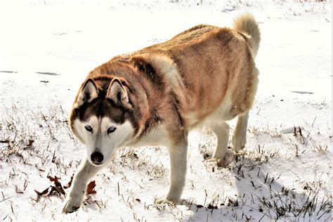 Red Siberian Husky In Snow Free Stock Photo Public Domain Pictures