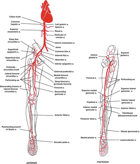 Vascular Anatomy Of The Lower Limbs Thoracic Key