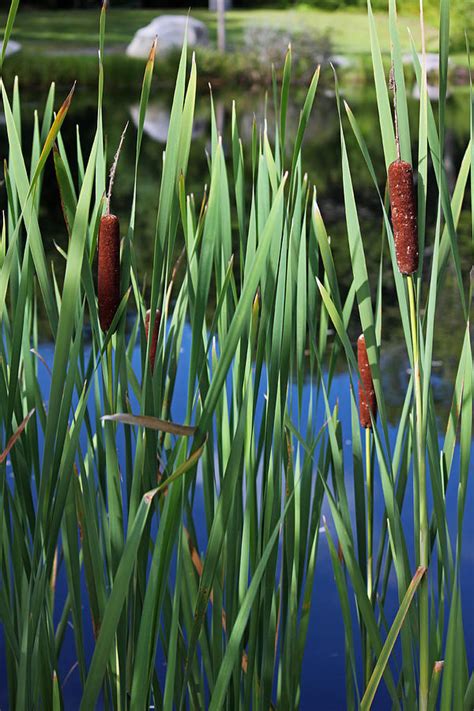 Cattail Pond Photograph By Suzanne Gaff Pixels