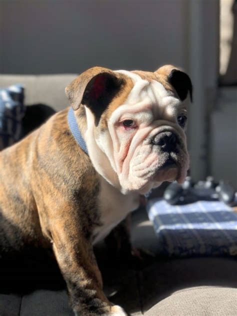 This treatment kills the immature parasite before they become adults and cause heart damage. 7 Most Common English Bulldog Allergies - The Bulldog Blog