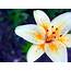 Lily Flower Wallpapers Hd 2560x1600  Wallpapers13com