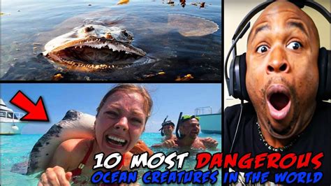 10 Most Dangerous Ocean Creatures In The World Youtube