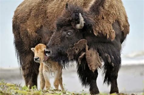 How Native American Tribes Are Bringing Back The Bison From Brink Of