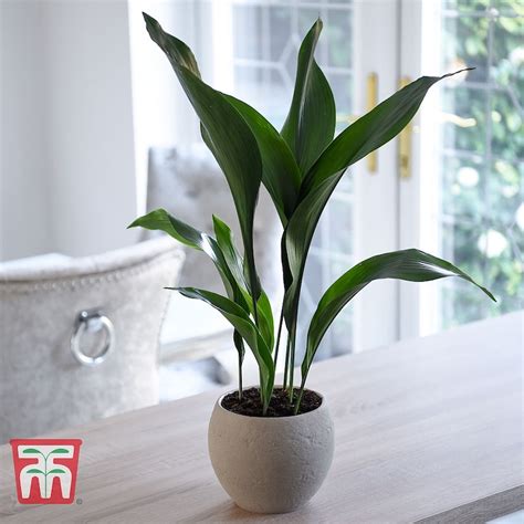 Top Tips For Healthy Houseplants Thompson And Morgan Blog