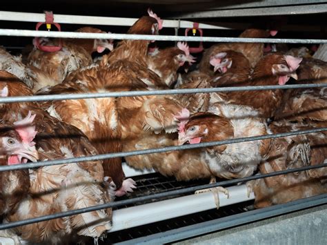 Footage Shows Horrific Conditions Endured By 500000 Chickens In Farm
