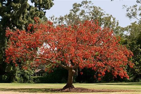 South African Coral Tree Colorful Trees Southern Africa Apple Tree