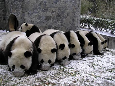 Panda Pandas Baer Bears Baby Cute 32 Wallpaper 2000x1496 364461