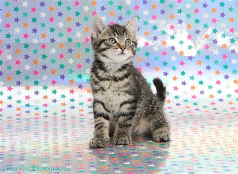 Cute Tabby Kitten Sitting On Starry Background Photo Wp36423