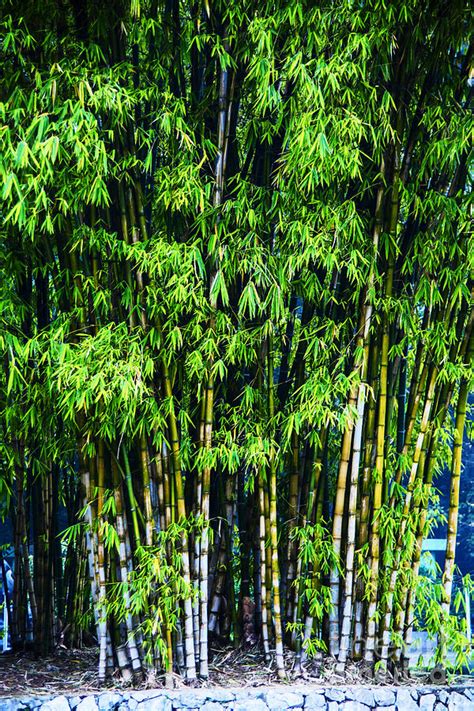 Tall Bamboo Photograph By Rick Bragan Fine Art America