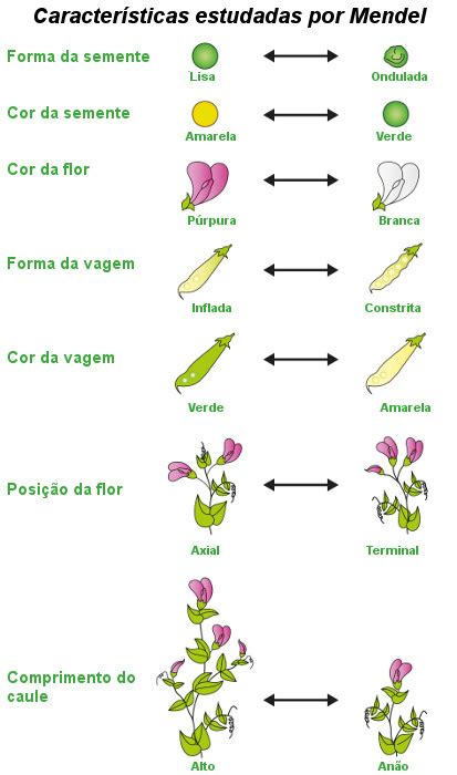 Plano De Aula De Ciências Primeira Lei De Mendel Ensino Fundamental