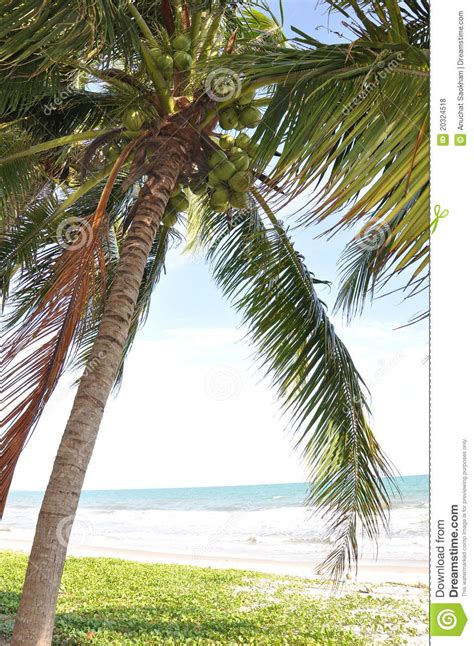 Coconut Palm Tree On The Beach Royalty Free Stock Photos