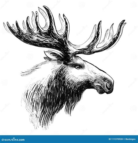 Moose Head Stock Illustration Illustration Of White 111370928